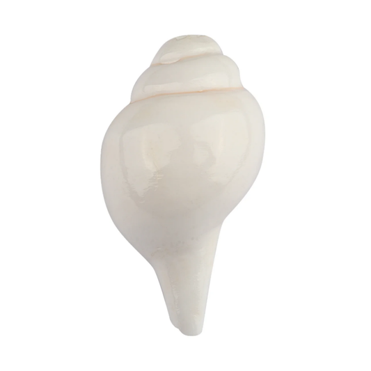 vamavarti Shankh
